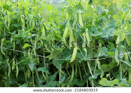 Fresh bright green pea pods on peas in the garden. Growing peas outdoors. The concept of an organic farm. Royalty-Free Stock Photo #2184803019