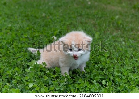 cute ginger kitten on green lawn background summer . High quality photo