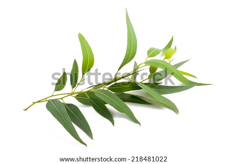 eucalyptus branch isolated on white background Royalty-Free Stock Photo #218481022