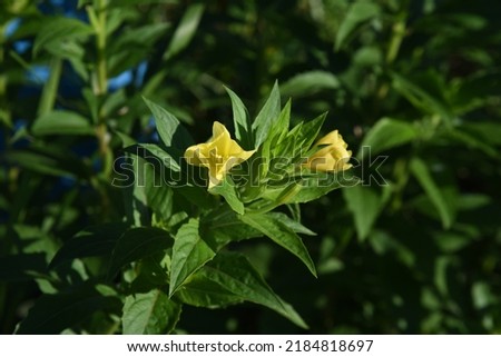 Oenothera biennis ( Common evening primrose ) flowers. Onagraceae biennial plants. Yellow four-petaled flowers bloom at night and wilt the next morning. Royalty-Free Stock Photo #2184818697