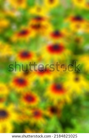 Blurred flower background. Rudbeckia flowers. Black-eyed Susan blooms. Blooming flowers in a rustic garden. Floral wallpaper. Soft focus.