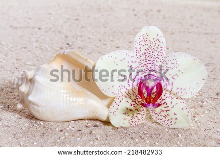 Orchid with zen stones in the sand 