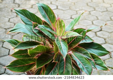 Aglaonema is a genus of flowering plants in the arum family, Araceae. Close up, selective focus, macro photography