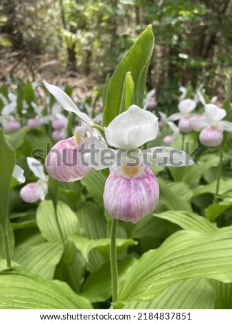 Showy lady slipper orchid in its natural habitat  Royalty-Free Stock Photo #2184837851