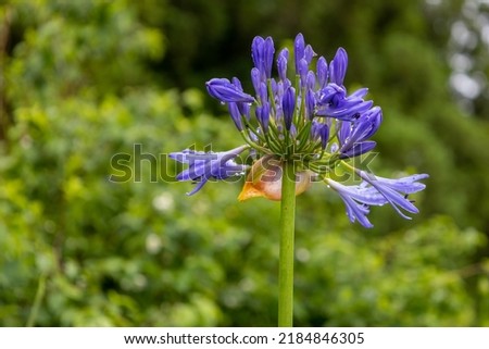 ingle African lily flower with leaf background taken the island of Sao Miguel, Azores, Portugal Royalty-Free Stock Photo #2184846305