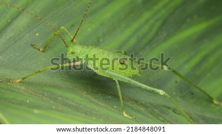 Macro Image of Green Katydid on green leaf Royalty-Free Stock Photo #2184848091