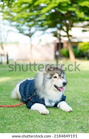 siberian husky dog with clothes in garden