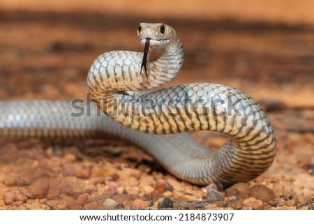Highly venomous Australian Eastern Brown Snake Royalty-Free Stock Photo #2184873907