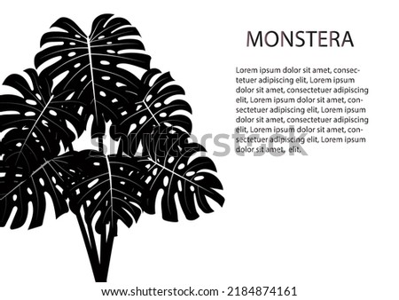 Vector Monstera Modern style flower Plant pot Art Illustration