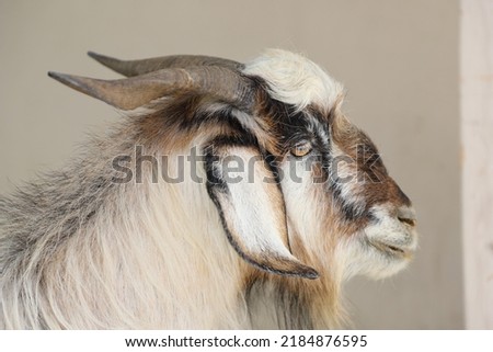 Mountain Goats pictures.Animals in mountains
