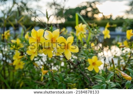 Blossom Allamanda cathartica or golden trumpet flowers against sunset. Royalty-Free Stock Photo #2184878133