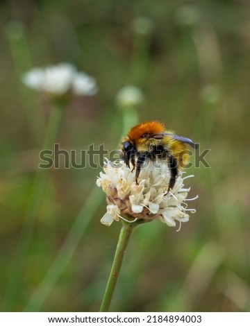 Closeup view of isolated bumblebee foraging on white cephalaria leucantha flower in a meadow in summer