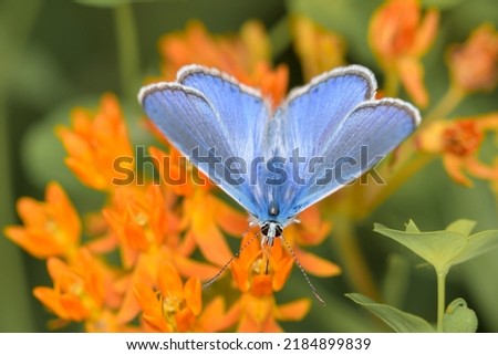 Common blue butterfly or European common blue - Polyommatus icarus - resting on a blossom of the butterfly milkweed - Asclepias tuberosa Royalty-Free Stock Photo #2184899839