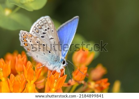 Common blue butterfly or European common blue - Polyommatus icarus - resting on a blossom of the butterfly milkweed - Asclepias tuberosa Royalty-Free Stock Photo #2184899841