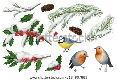 Watercolor winter birds clipart set with robin, blue tit, snow covered fir branches and cones for Christmas greeting cards, wall art, party invitations