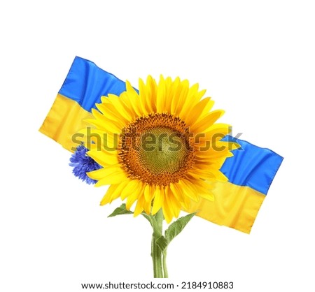 Bright sunflower and Ukrainian national flag on white background