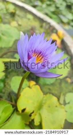 Egyptian lotus ,Nymphaea nouchali var. caerulea, also known as Nymphaea caerulea