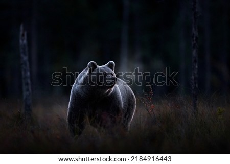 Wildlife in night. Brown bear walking in dark night forest. Dangerous animal in nature taiga and meadow habitat. Wildlife scene from Finland near Russian border. 