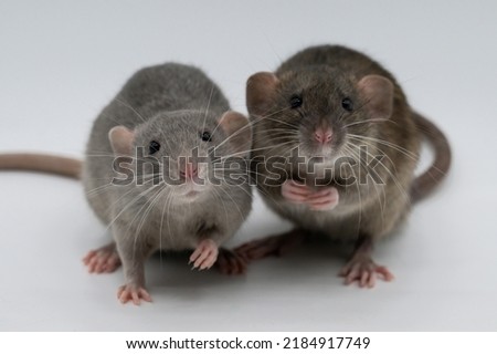 Baby Domestic Rats. Agouti and Russian blue self. Dumbo ears. Cute siblings.