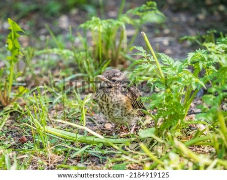A Redwing chick, Turdus iliacus,, has left the nest and sitting on the spring lawn. A Redwing chick sits on the ground and waits for food from its parents. Wildlife scene from spring forest.