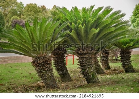 several sago palms growing on sunny day,used as street tree or planted in public park,green cycas revoluta Japanese Sago Palm is a species of gymnosperm in the family of Cycadaceae Royalty-Free Stock Photo #2184921695
