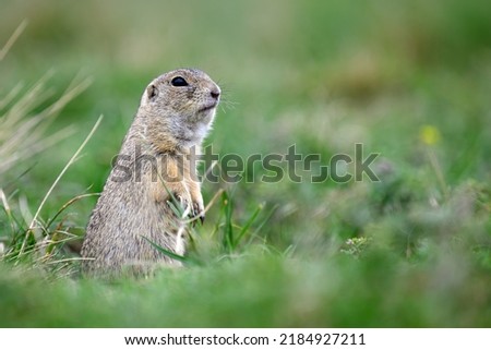 A ground squirrel peeks out of a hole in a green meadow and observes the surroundings.
