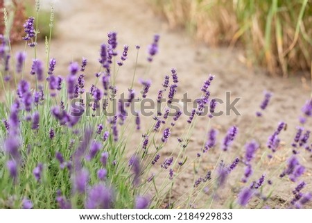 Lavender purple flowers lit by sunlight. Lavender fields, Provence, France. Aromatherapy. Nature Cosmetics. Concept of beauty and aromatherapy. Selective focus on bush lavender flower in flower garden