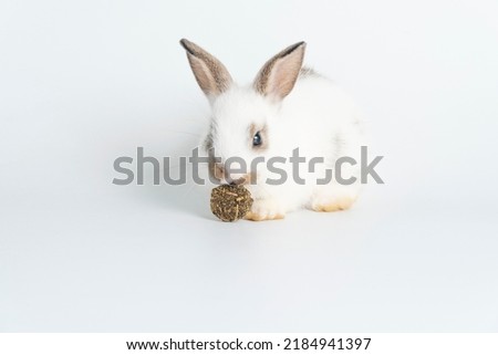 Furry baby bunny feeding carrot cookie on isolated background. Adorable tiny rabbit white and brown bunny hungry eating cookie carrot while sitting over white background. Easter animal bunny and food.