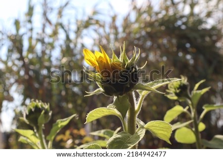 Early blooming sunflower in summer at sunset. Sunflower. Homegrown flower. Side view of sunflower on blurred nature background. Selective focus. 