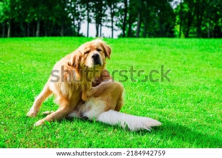 The labrador dog sits in the meadow, scratches his torso with his feet.Sunny summer park day. Royalty-Free Stock Photo #2184942759