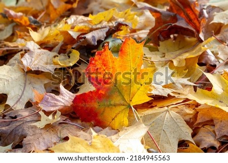Golden autumn in the park, background of fallen gold and red maple leaves lying on the ground