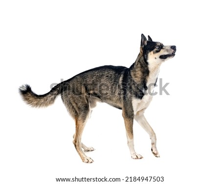 siberian husky in front of white background