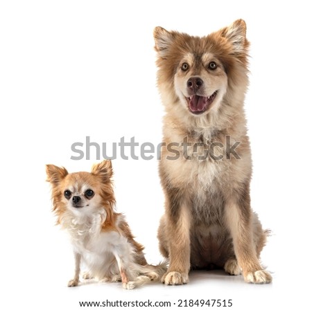 Finnish Lapphund and chihuahua in front of white background