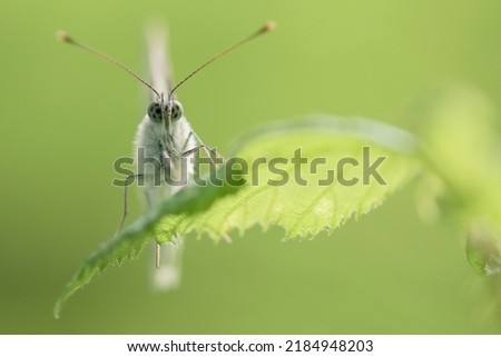 Face to face with a nice white butterfly. Macro photograpy with green bokeh. Space for text.