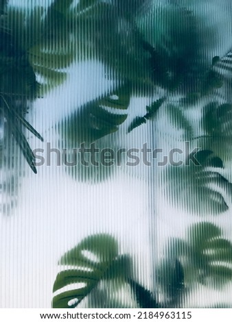 tropical monstera behind frosted glass blurred background Royalty-Free Stock Photo #2184963115