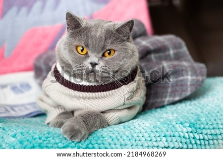 A domestic cat dressed in a dress and a knitted sweater. Warm pet clothes