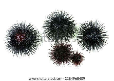 Few sea urchin isolated on white background. Top view Royalty-Free Stock Photo #2184968409
