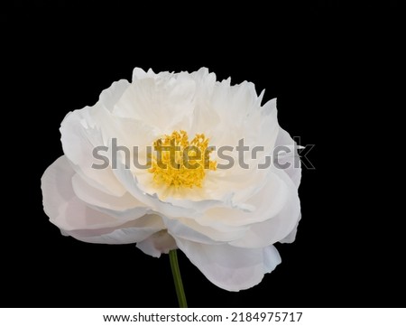 white peony blossom macro portrait on black background, fine art still life single isolated bloom