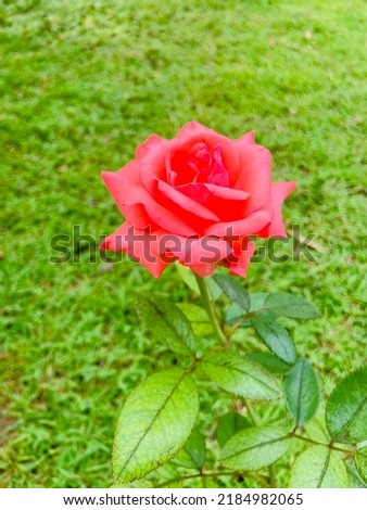 Beautiful orange rose are blooming among the green leaves in the garden. Idea for decoration place in the birthday,wedding and content background, poster,postcard,greeting or invitation card