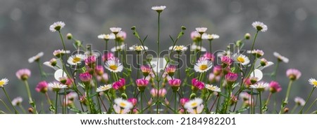 Pink and white daisy flowers close-up on blurred gray background with bokeh, background in blur, soft focus, wallpaper