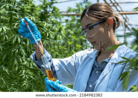 Portrait young Asian scientist is dripping cannabis extract oil into science glass tube in Marihuana plantation greenhouse to test quality Royalty-Free Stock Photo #2184982383