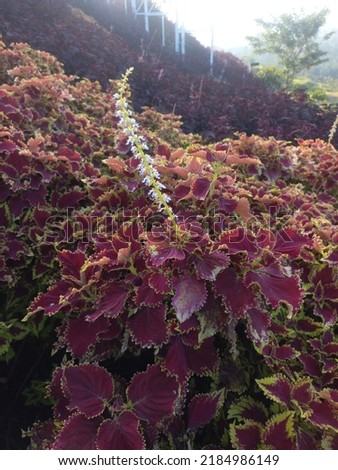 Beautiful Red Coleus Flower at The Park above the Hill