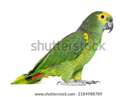 Blue-fronted parrot, Amazona aestiva, Isolated on white Royalty-Free Stock Photo #2184988789