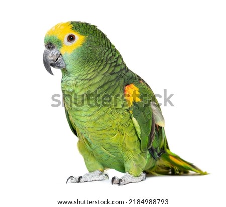 Blue-fronted parrot, Amazona aestiva, Isolated on white Royalty-Free Stock Photo #2184988793