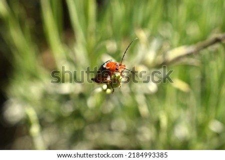 The picture shows a soft-boiled beetle, or fireman, sitting on top of a grass stalk.
