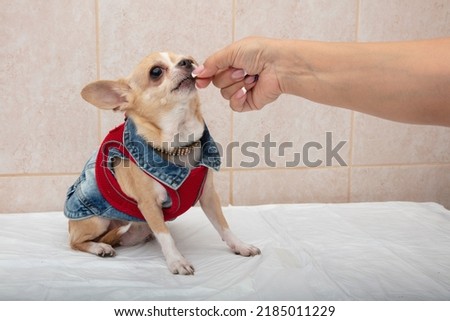 Portrait of a cute purebred chihuahua. Chihuahua puppy long-haired. Royalty-Free Stock Photo #2185011229