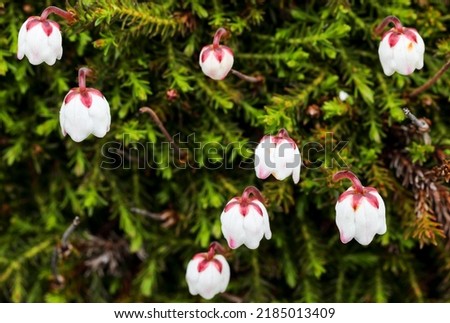 Small moss bell-heather flowering with delicate white bell-shaped flowers  Royalty-Free Stock Photo #2185013409