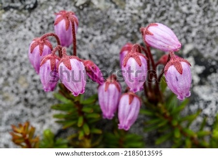 Violet blue Mountainheath flowers against a rock Royalty-Free Stock Photo #2185013595