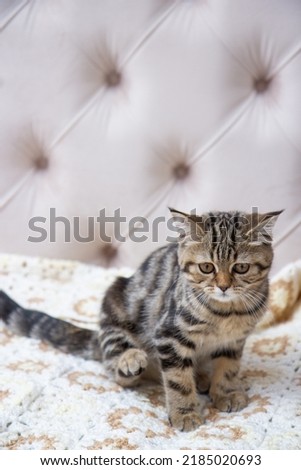 tabby cat sitting on the bed
