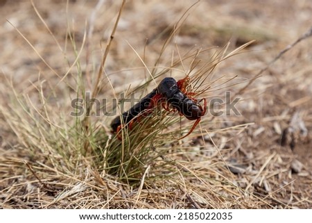 Centipede invertebrate arthropod. Black centipede with red paws in dry grass Royalty-Free Stock Photo #2185022035